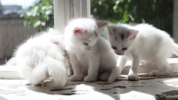 Üç küçük beyaz yavru kedi yıkama — Stok video