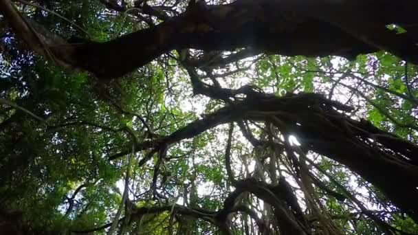 Tropiskt träd i Indien — Stockvideo