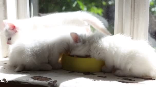 Üç beyaz tüylü yavru kedi are eating — Stok video