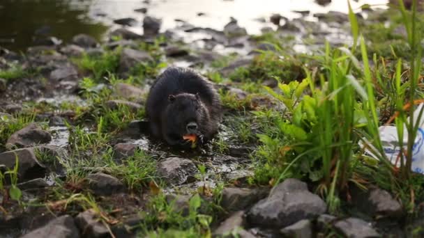 Wild harige coypus — Stockvideo