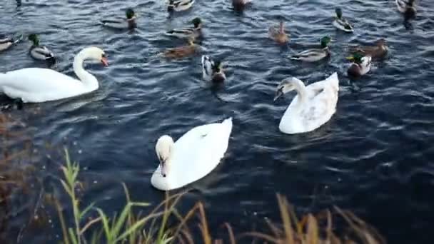 Witte zwanen en eenden slow motion — Stockvideo