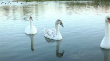 Beyaz Kuğu Gölü ağır çekim