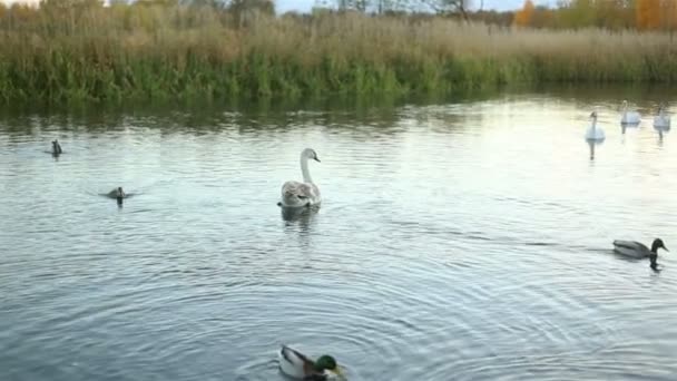 Cisnes brancos e patos câmera lenta — Vídeo de Stock