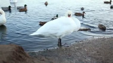 Beyaz Kuğu temiz onun tüyleri