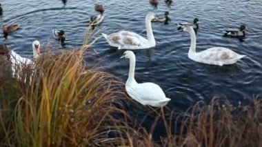 Beyaz Kuğu ve yavaş hareket ördekler