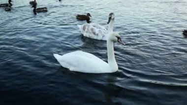 Beyaz Kuğu ve yavaş hareket ördekler