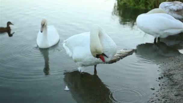 Белый лебедь чистит перья — стоковое видео