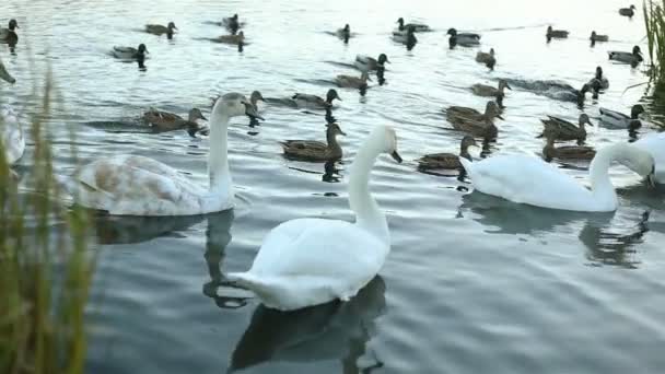 White swans and ducks slow motion — Stock Video