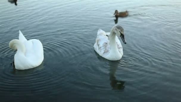 Białe łabędzie i kaczki slow motion — Wideo stockowe