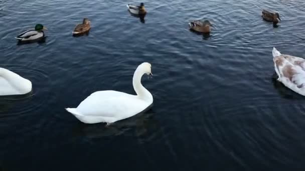 Белые лебеди и утки замедленной съемки — стоковое видео