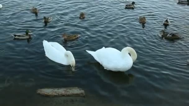 Fehér hattyúk és kacsák lassú mozgás — Stock videók