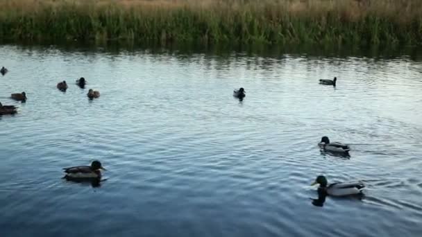 Cygnes blancs et canards au ralenti — Video