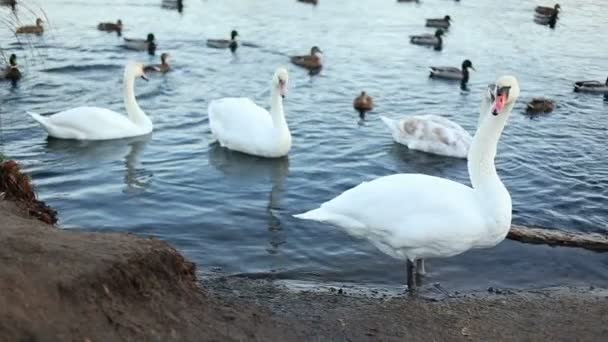 真っ白な白鳥きれいな彼の羽 — ストック動画