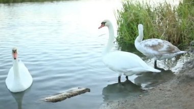 Beyaz Kuğu ve yavaş hareket ördekler