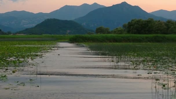 Sunset on Lake Skadar. Plantation of water lilies — Stock Video