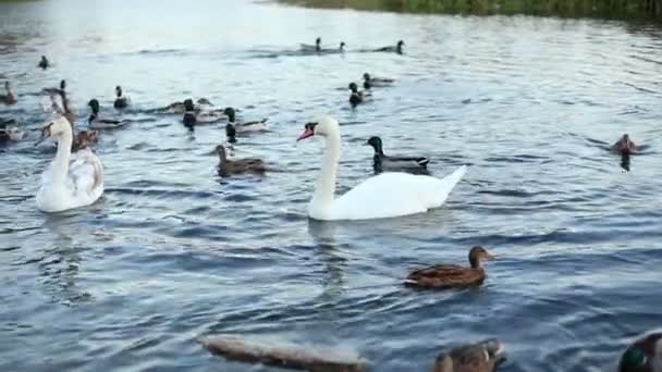 白の白鳥し、アヒルのスローモーション — ストック動画