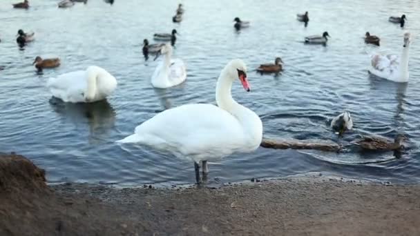 Cisnes blancos y patos en cámara lenta — Vídeo de stock