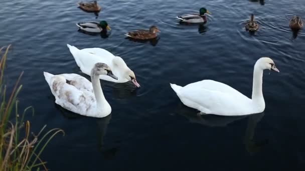 White swans and ducks slow motion — Stock Video