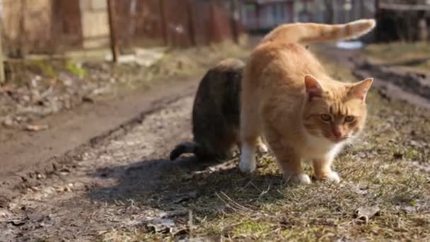 Dos gatos salvajes al aire libre . — Vídeos de Stock