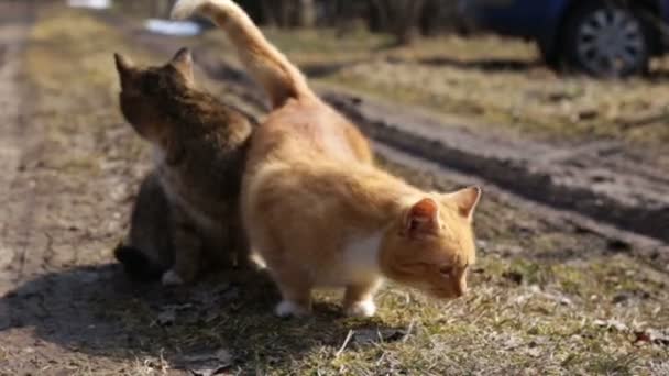 Två vilda katter utomhus. — Stockvideo