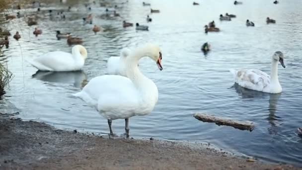 Weißer Schwan putzt seine Federn — Stockvideo