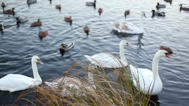 Cisnes blancos y patos en cámara lenta — Vídeo de stock