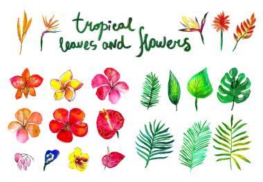 Egzotik çiçekleri olan tropik bir koleksiyon ve beyaz arka planda izole elementler bırakıyor.