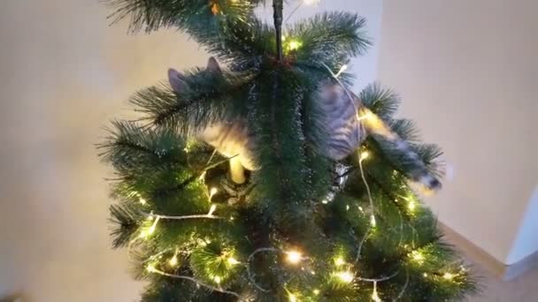 Eine niedliche verspielte Katze kletterte in den Weihnachtsbaum. — Stockvideo