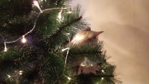 Μια χαριτωμένη παιχνιδιάρα γάτα σκαρφάλωσε στο χριστουγεννιάτικο δέντρο.. — Αρχείο Βίντεο