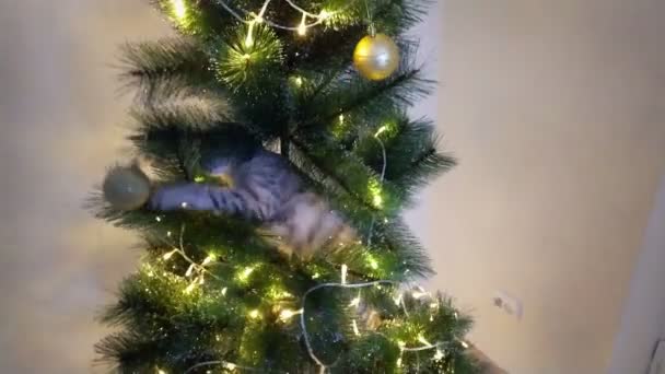 Un lindo gato juguetón se subió al árbol de Navidad. — Vídeos de Stock