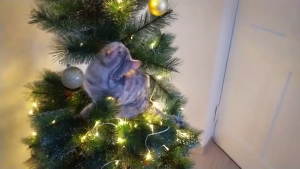 Un lindo gato juguetón se subió al árbol de Navidad. — Vídeos de Stock
