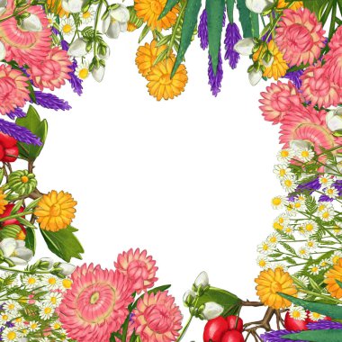 El yapımı tıbbi bitki çerçevesi. Şifalı bitkiler sınırında. beyaz arkaplanda izole