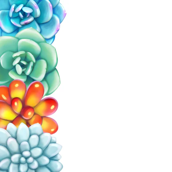 Virágos Határ. Succulents rendezett un alakja keret — Stock Fotó