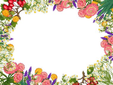 El yapımı tıbbi bitki çerçevesi. Şifalı bitkiler sınırında. beyaz arkaplanda izole