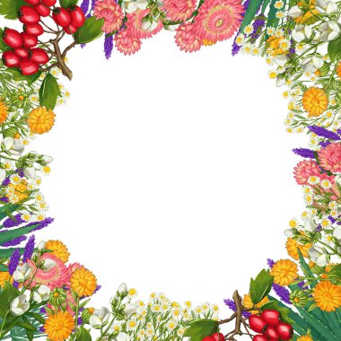 El yapımı tıbbi bitki çerçevesi. Şifalı bitkiler sınırında. beyaz arkaplanda izole