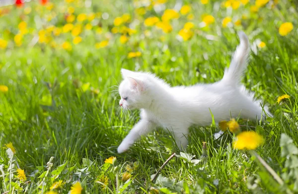 Gatito gris adorable — Foto de Stock