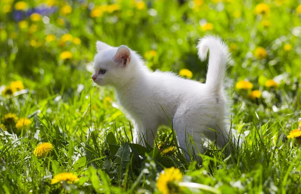 Gatito gris adorable —  Fotos de Stock