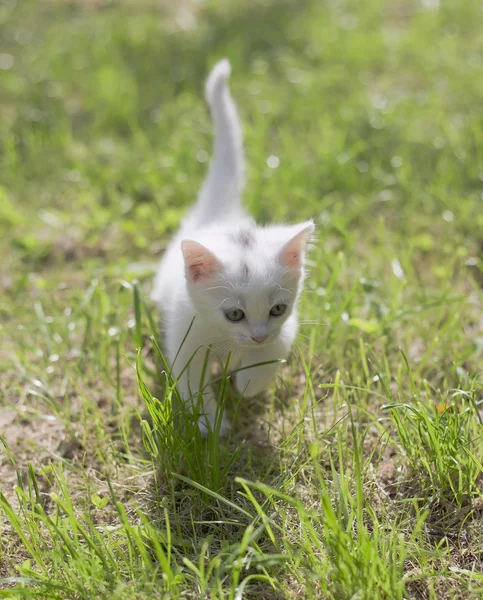 Söta lilla kattunge — Stockfoto