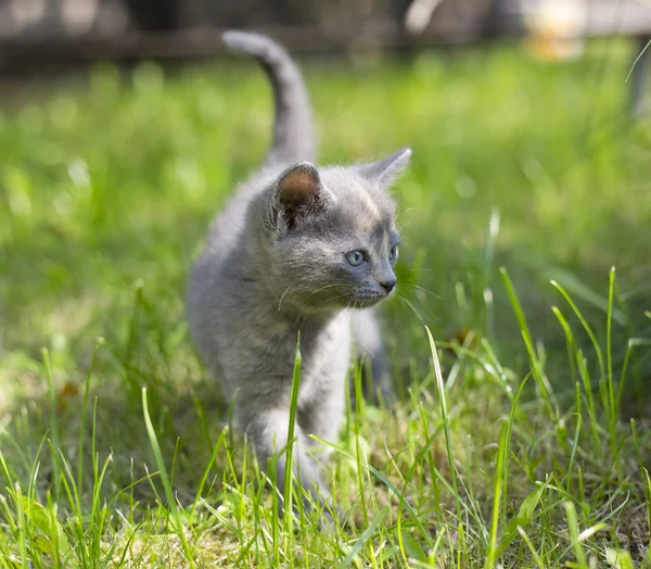 Lindo gatito —  Fotos de Stock
