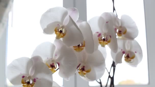 weiße Orchideenblüten