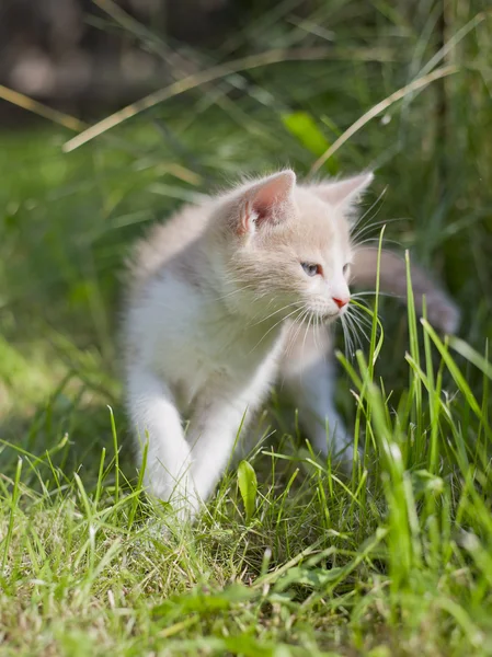 可爱的小猫 — 图库照片