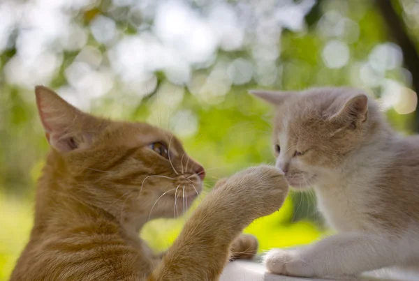 Retrato de gato y un gatito —  Fotos de Stock