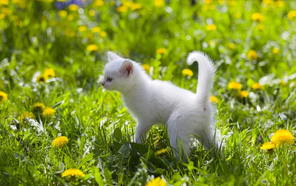 Gatinho branco adorável — Fotografia de Stock