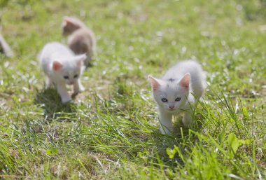 sevimli küçük kedi yavrusu