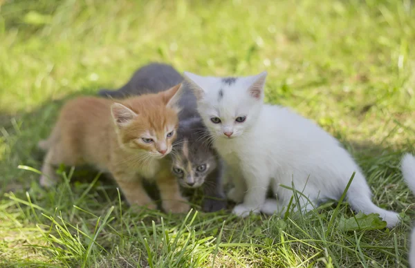 Schattige kleine katjes — Stockfoto