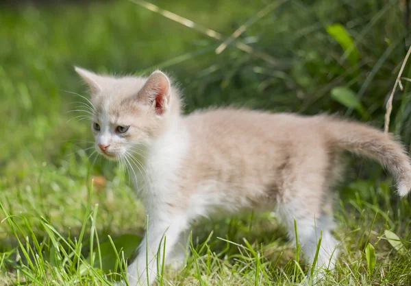 Cute little  kitten — Stock Photo, Image