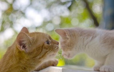 kedi ve yavru kedi portre