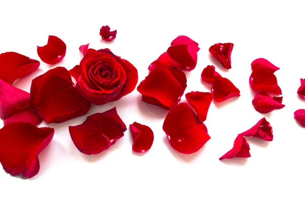 Bordo petali di rosa — Foto Stock
