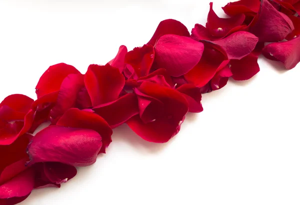 Rose Petals — Stock Photo, Image