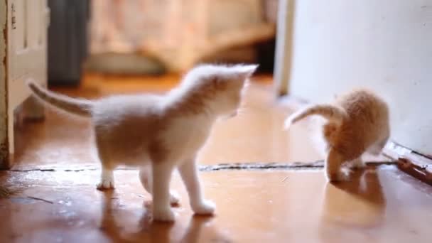 かわいい子猫が遊んで屋内 — ストック動画